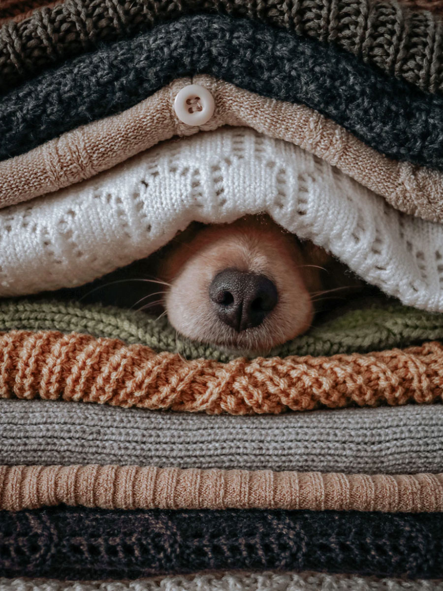 Dog staying warm in pile of blankets.