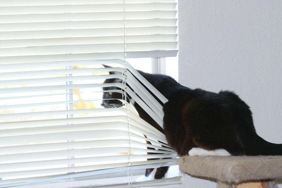 broken blinds due to pets